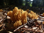 FZ008564 Strict-branch coral fungus (Ramaria stricta).jpg
